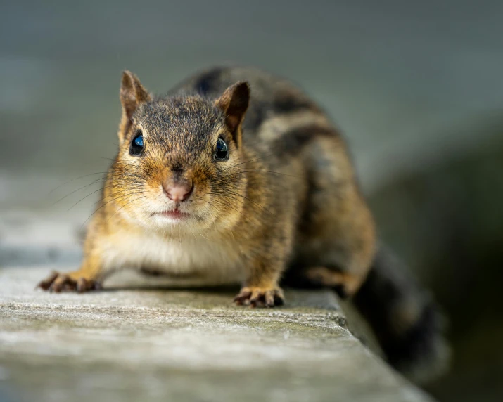 a close up of a small animal on a concrete surface, a portrait, trending on pexels, squirrels, smug smirk, wood, museum quality photo