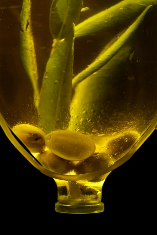 a close up of a glass of water with a plant in it, inspired by Ceferí Olivé, renaissance, made of glowing oil, seeds, here is one olive, protozoa