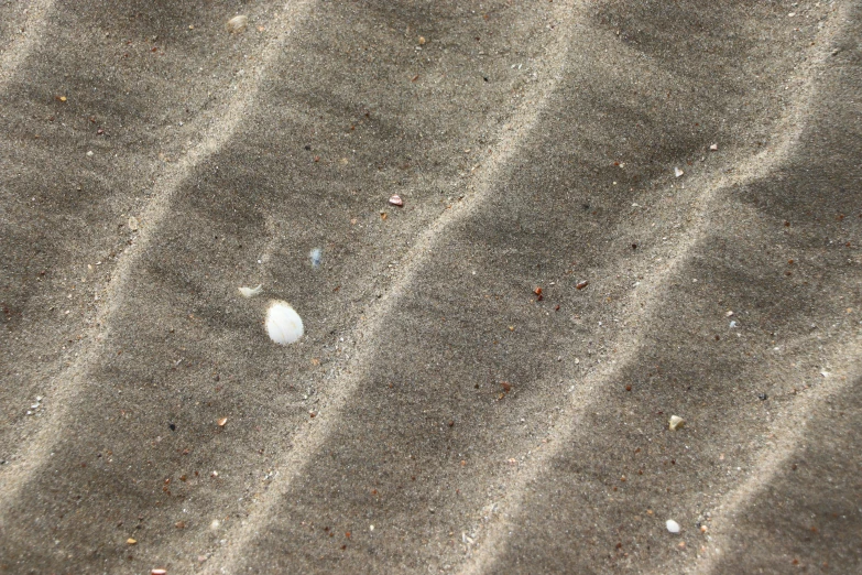 a white shell sitting on top of a sandy beach, a stipple, inspired by Vija Celmins, land art, motion lines, sidewalk, moonstone, grey