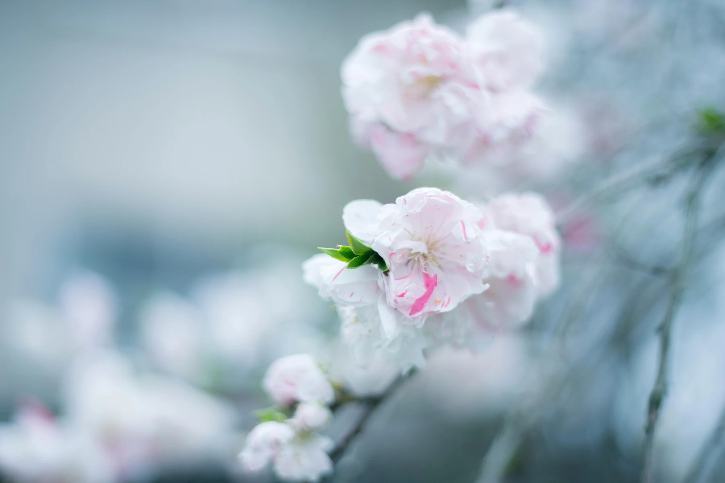 a close up of a bunch of flowers on a tree, an album cover, inspired by Maruyama Ōkyo, unsplash, paul barson, soft bokeh, sakura, winter photograph