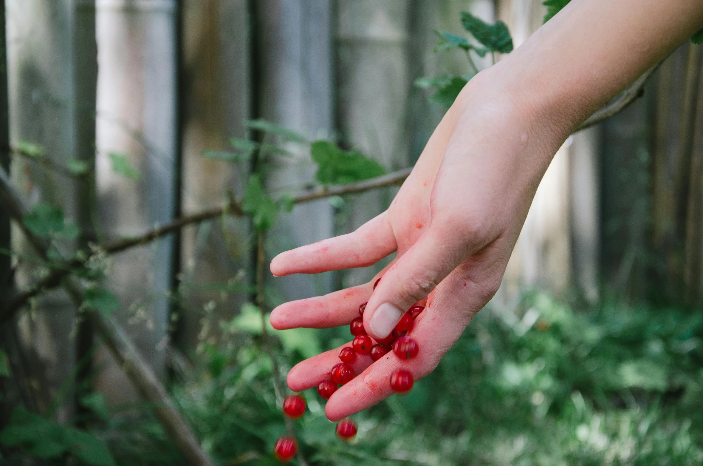 a person holding a bunch of red berries in their hand, inspired by Elsa Bleda, unsplash, resin, in garden, edible, ignant