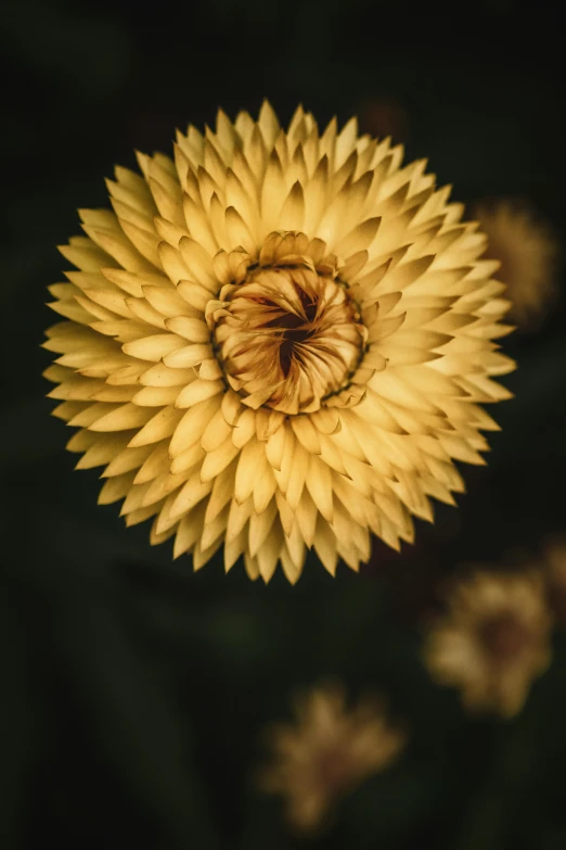 a close up of a yellow flower on a black background, inspired by Elsa Bleda, unsplash contest winner, lion's mane, made of dried flowers, circle, full frame image