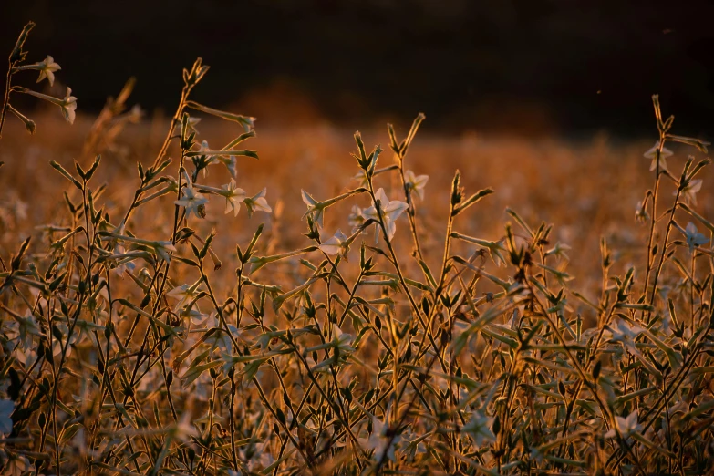 a bunch of plants that are in a field, a picture, by Eglon van der Neer, tonalism, golden hour photograph, vanilla, low detail, golden hour 8k