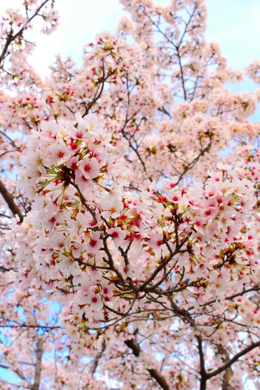 a close up of a tree with pink flowers, cherry blossom trees, almond blossom, full colour, cheeryblossom