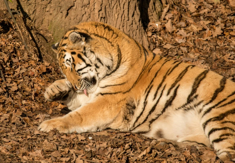 a tiger laying on the ground next to a tree, a portrait, shutterstock, fan favorite, november, andrzej marszalek, sunny afternoon