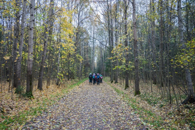 a group of people walking down a path in the woods, by Maksimilijan Vanka, flickr, fan favorite, geology, in the autumn, green alley