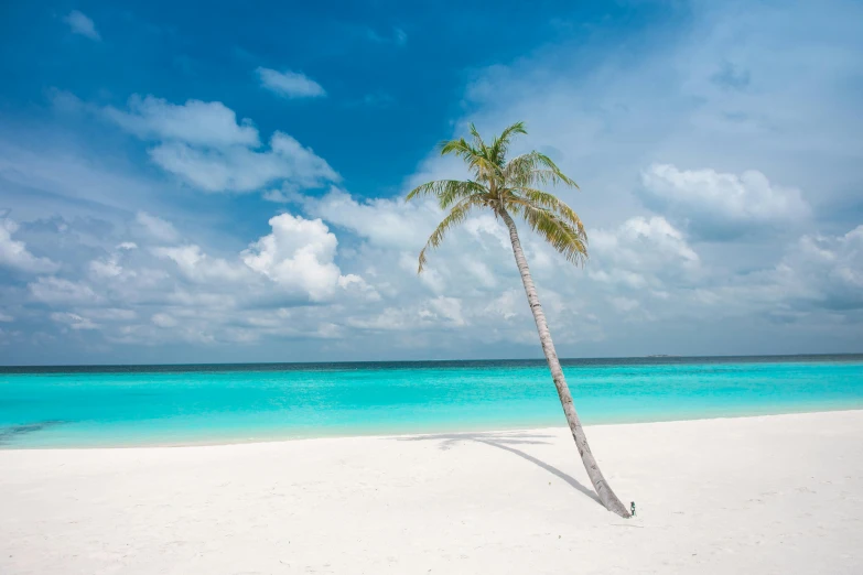 a palm tree sitting on top of a sandy beach, white beaches, profile image