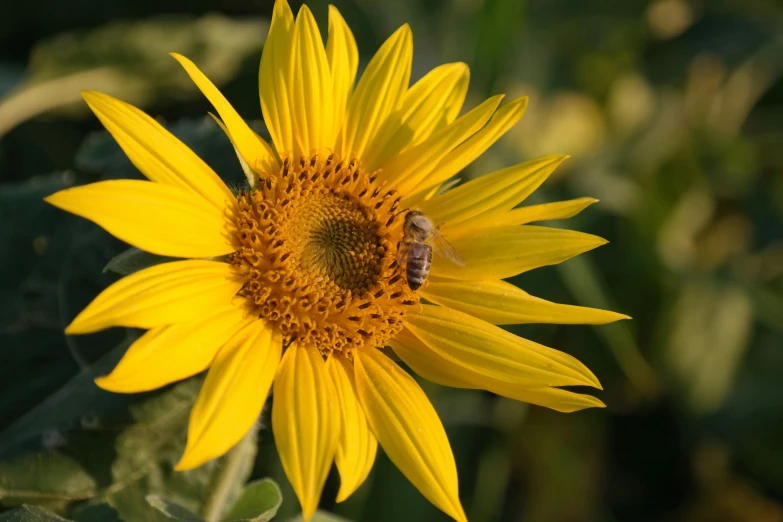 a yellow sunflower with a bee on it, pexels contest winner, grey, single, slide show, evening sunlight