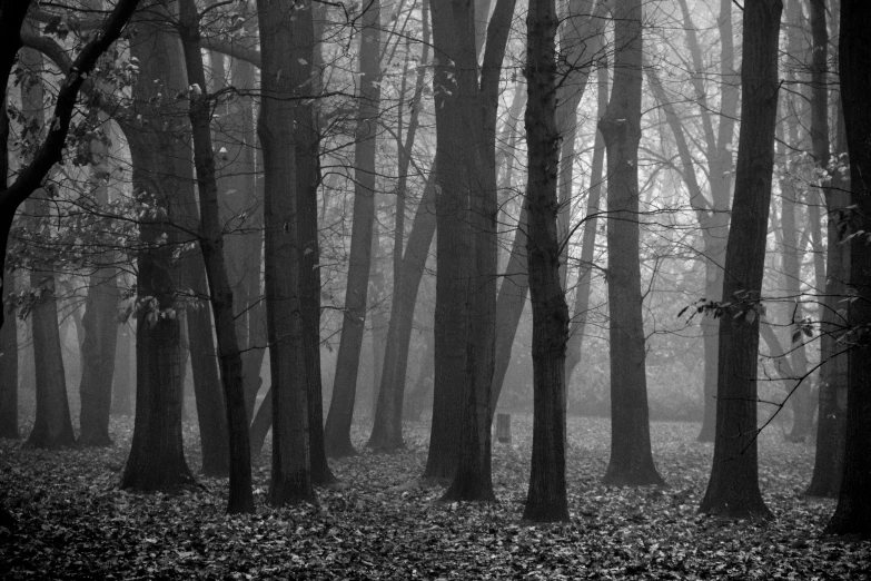 a black and white photo of a forest, a black and white photo, inspired by Gerard Soest, misty morning, late autumn, fine art print, medium format. soft light