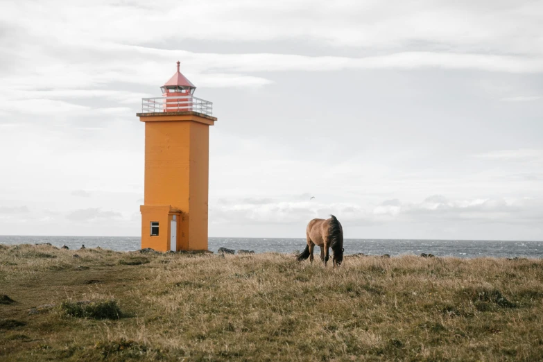 a horse standing on top of a grass covered field, by Jesper Knudsen, pexels contest winner, lighthouse, mustard, pony facing away, coastal