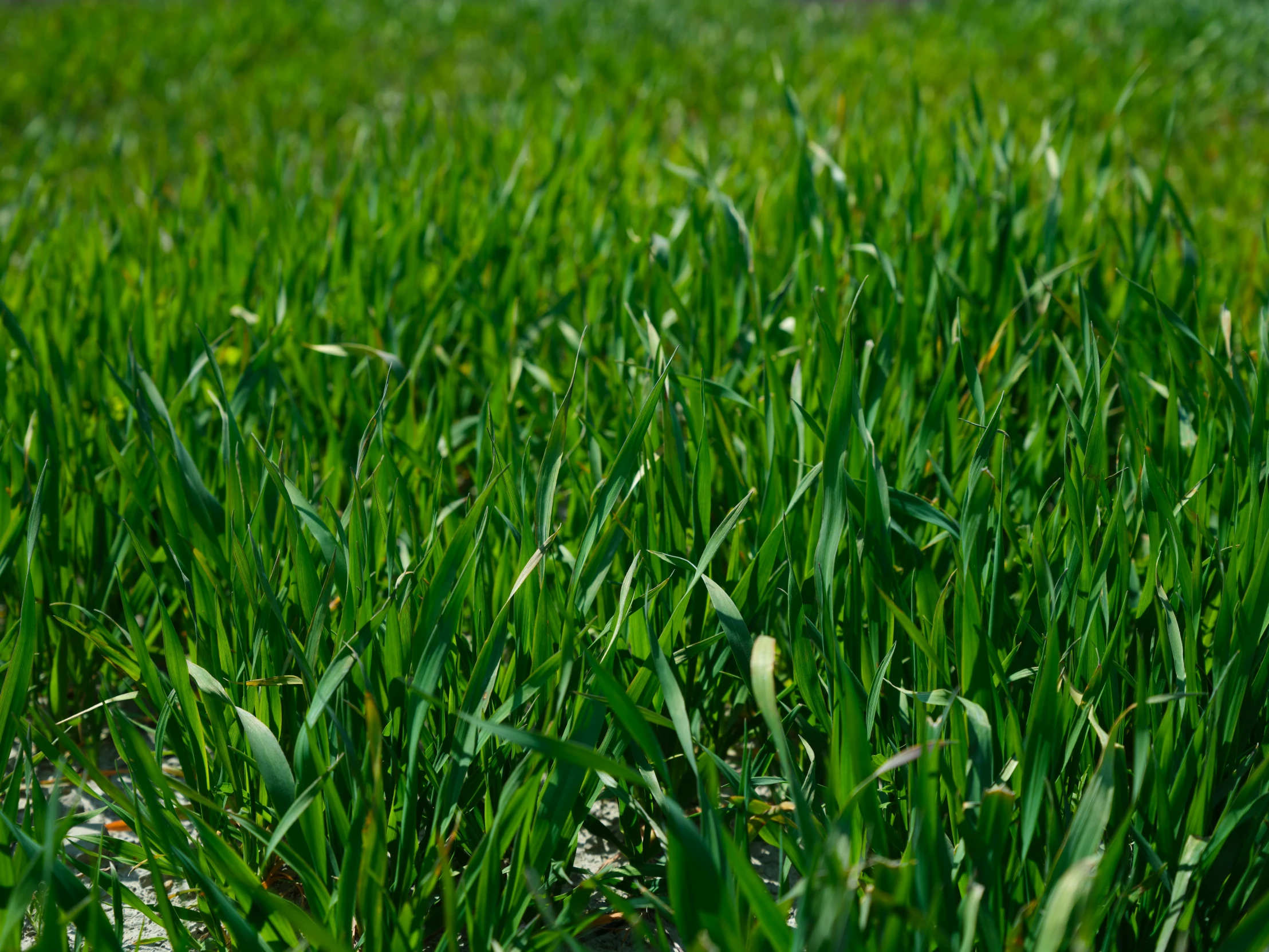 a red fire hydrant sitting on top of a lush green field, a digital rendering, by David Simpson, unsplash, stylized grass texture, zoomed in shots, immaculate rows of crops, green: 0.5