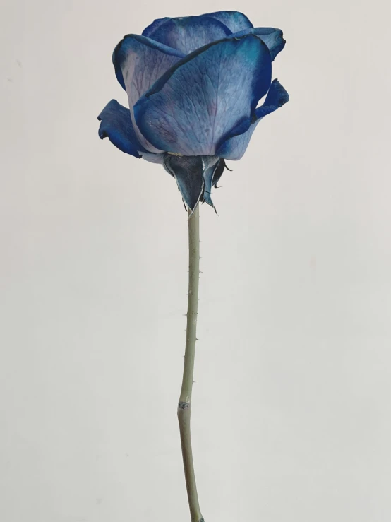 a single blue rose on a stem against a white background, by Rebecca Horn, hyperrealism, 155 cm tall, alessio albi, unframed, photo - realistic )