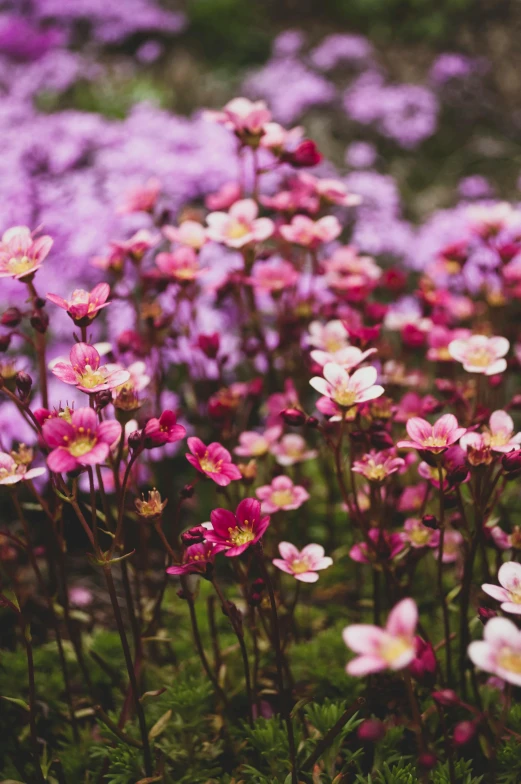 a field full of purple and white flowers, a digital rendering, unsplash, brown and pink color scheme, loosely cropped, gardening, manuka