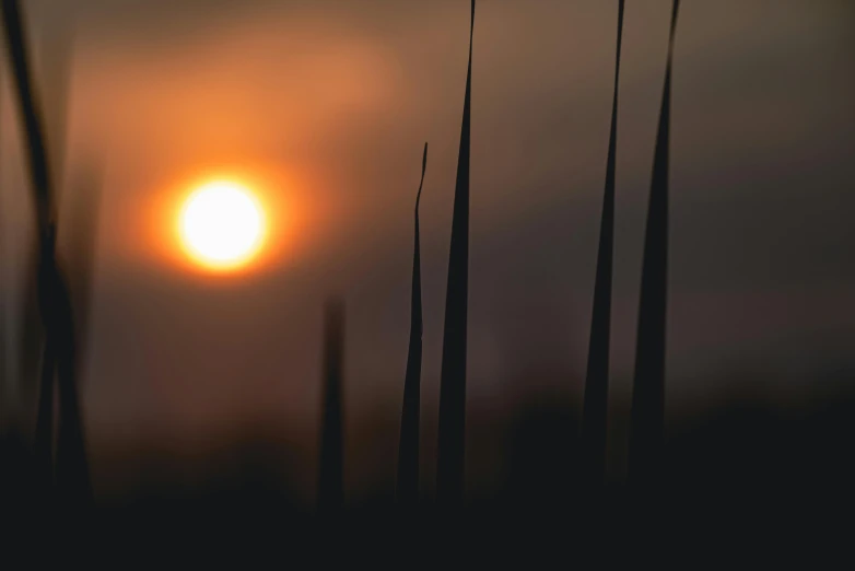 the sun is setting behind some tall grass, an album cover, by Eglon van der Neer, land art, stems, lpoty, an abstract, silhouette :7