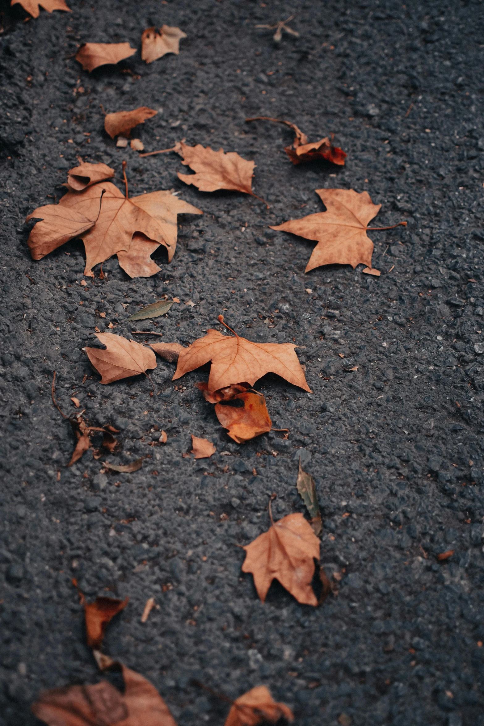 a bunch of leaves laying on the ground, an album cover, unsplash, very asphalt, 15081959 21121991 01012000 4k, muted brown, fragments