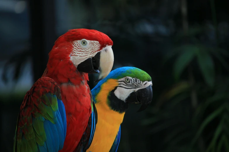 two colorful parrots sitting next to each other, pexels contest winner, sumatraism, blue or red, 🦩🪐🐞👩🏻🦳, museum quality photo, pet animal