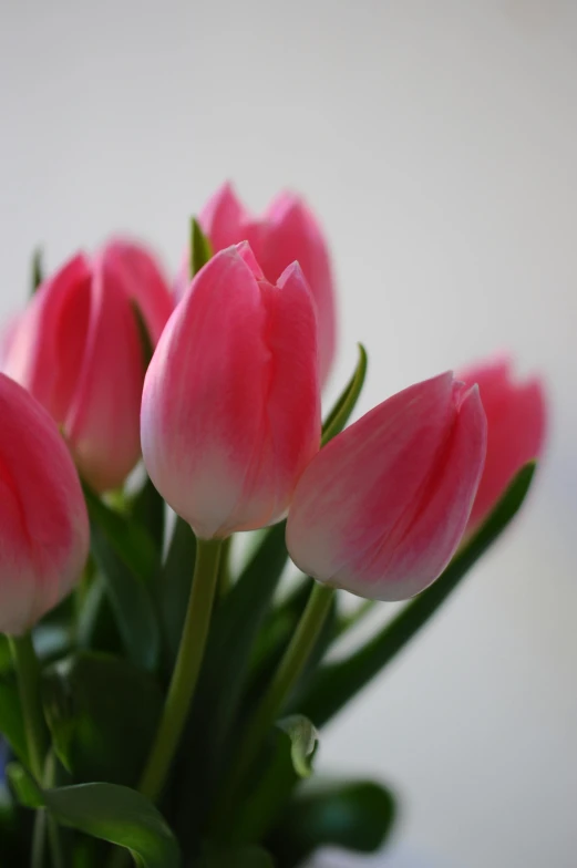 a vase filled with pink flowers on top of a table, tulip, close up photograph, paul barson, no cropping