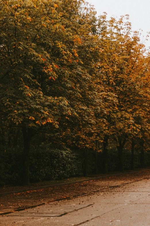 a red fire hydrant sitting on the side of a road, a picture, by Jan Tengnagel, unsplash contest winner, tonalism, autumn colour oak trees, yellow and greens, in a row, trees. wide view