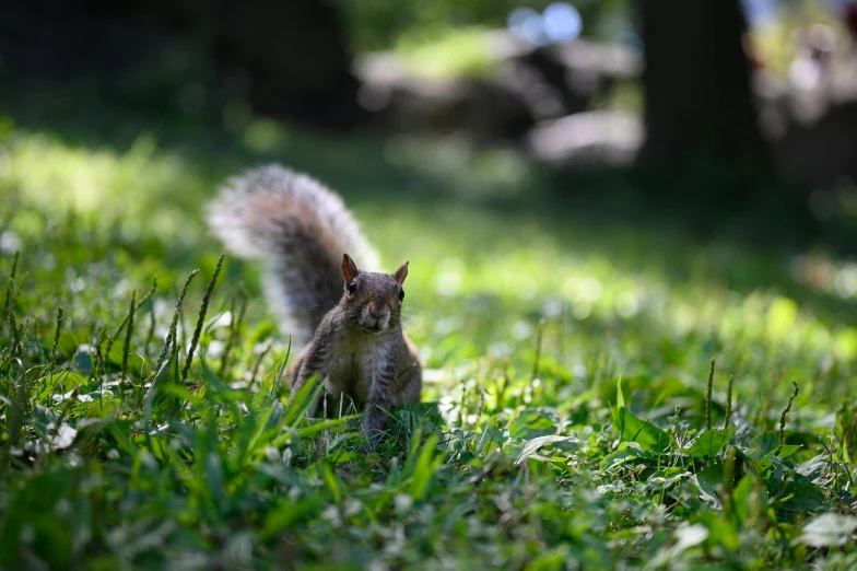 a squirrel standing on top of a lush green field, dappled, crawling towards the camera, paul barson, aaron fallon