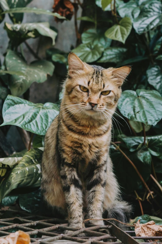 a cat sitting on top of a pile of leaves, unsplash, sumatraism, avatar image, cinematic image, covered in plants, a blond