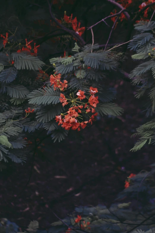 a fire hydrant sitting next to a bush filled with red flowers, an album cover, inspired by Elsa Bleda, hurufiyya, leaves on branches, tropical, black fir, zoomed out