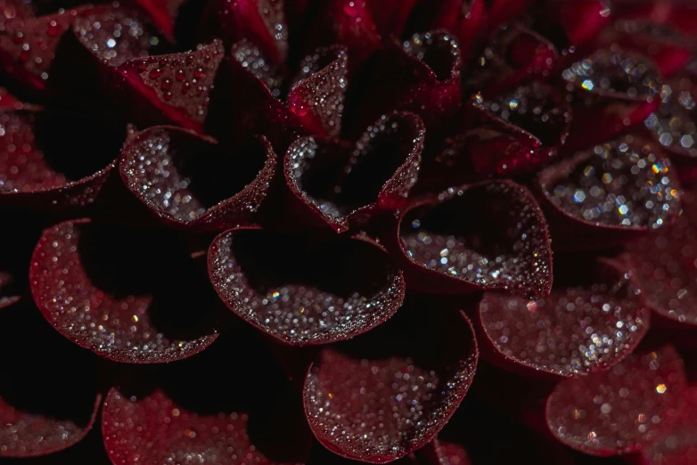 a close up of a red flower with water droplets, a macro photograph, by Attila Meszlenyi, pointillism, maroon metallic accents, hearts, chrysanthemum eos-1d, nighttime