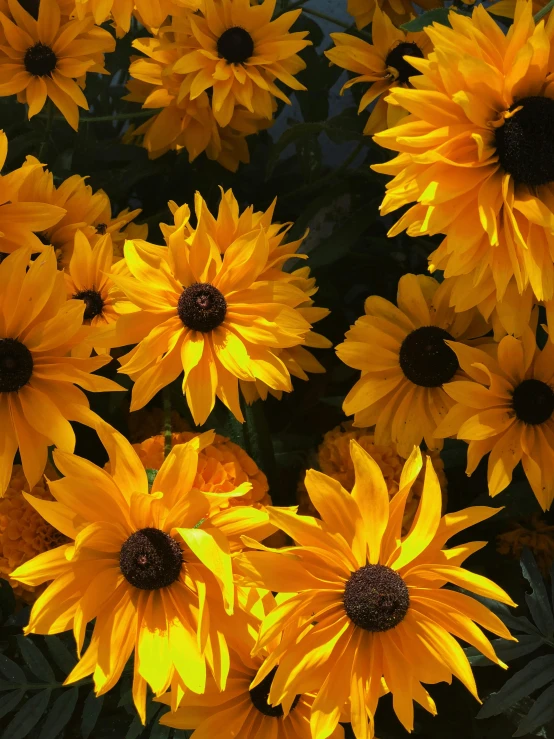 a close up of a bunch of yellow flowers, by Carey Morris, slide show, colors : yellow sunflowers, illuminated, gardening