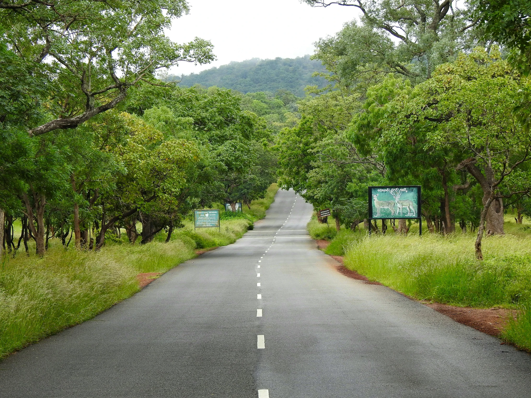 a road that has a sign on the side of it, samikshavad, green hills savanna tree, crisp smooth clean lines, lush forests, long hall way