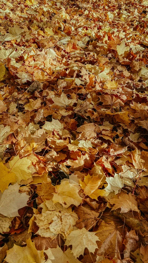 a yellow fire hydrant sitting on top of a pile of leaves, an album cover, pexels, fall leaves on the floor, hi-res, zoom shot, highly detailed textured 8k