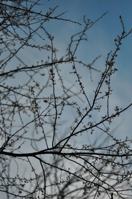 a bird sitting on top of a tree branch, inspired by Maruyama Ōkyo, unsplash, aestheticism, with branches! reaching the sky, flowering buds, today\'s featured photograph 4k, bare trees