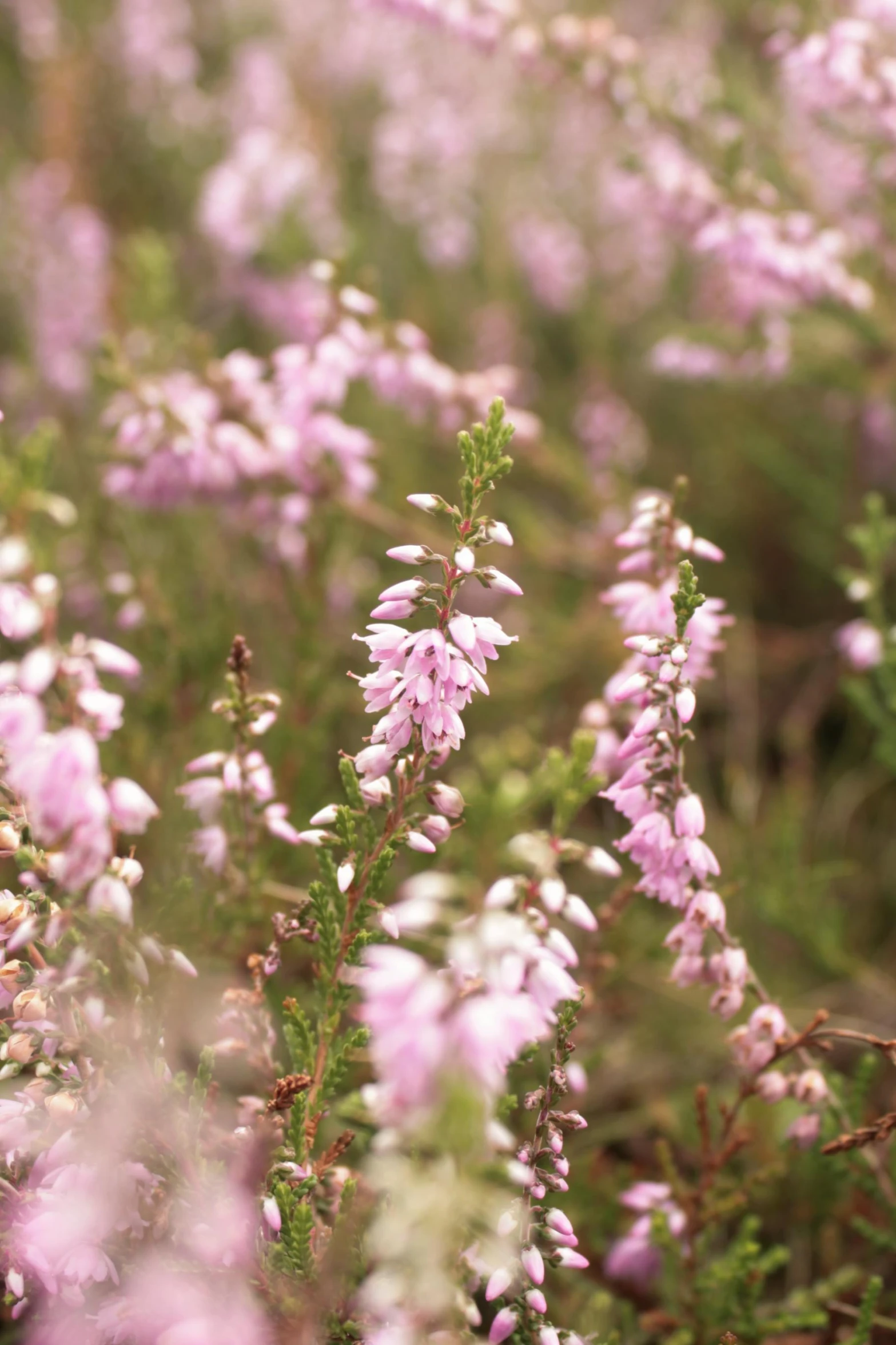 a field full of purple and white flowers, a digital rendering, unsplash, pale pink grass, caledonian forest, close - up photograph, tea