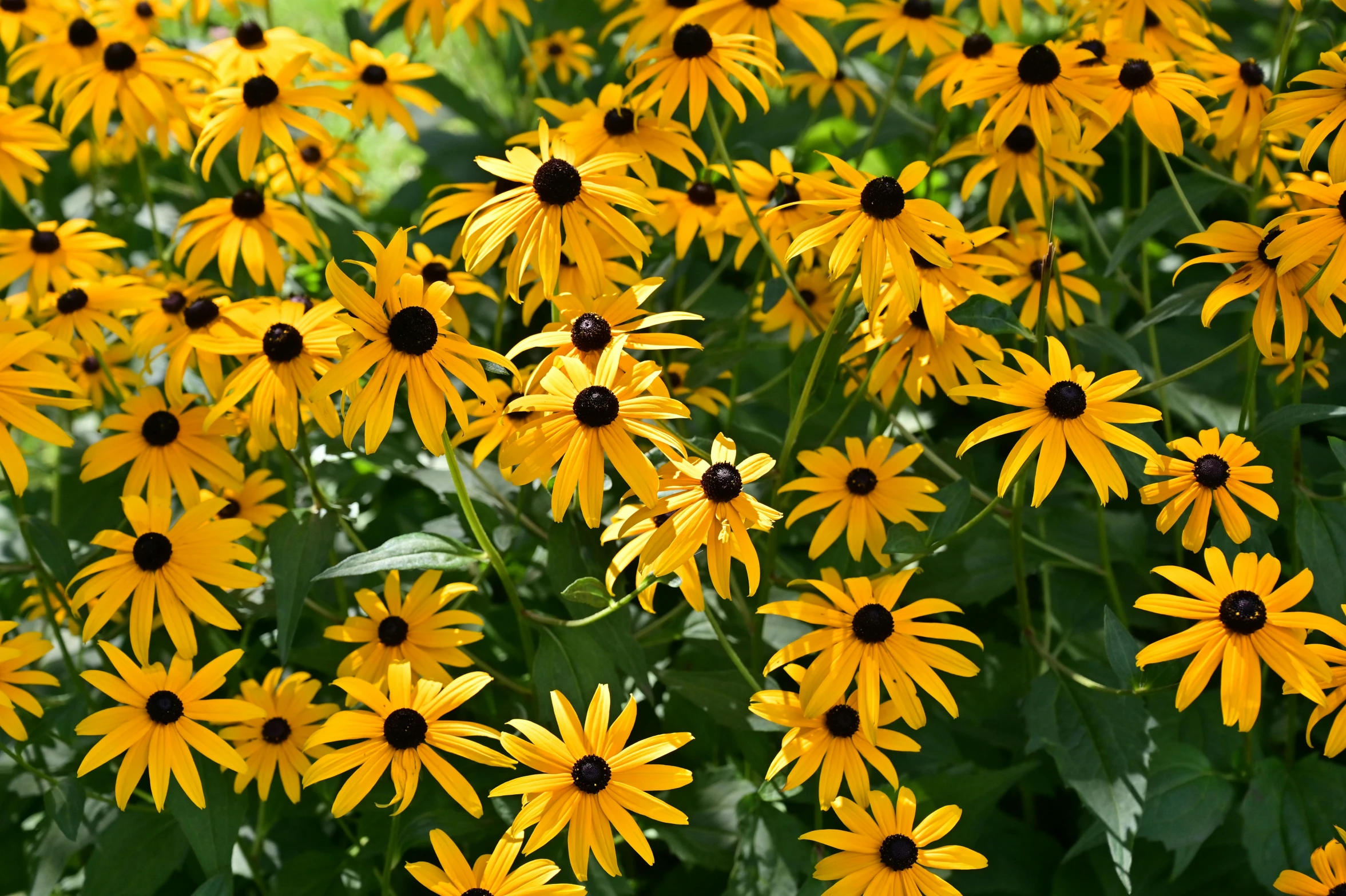 a bunch of yellow flowers sitting on top of a lush green field, multiple small black eyes, well shaded, highly ornamental, large black eyes