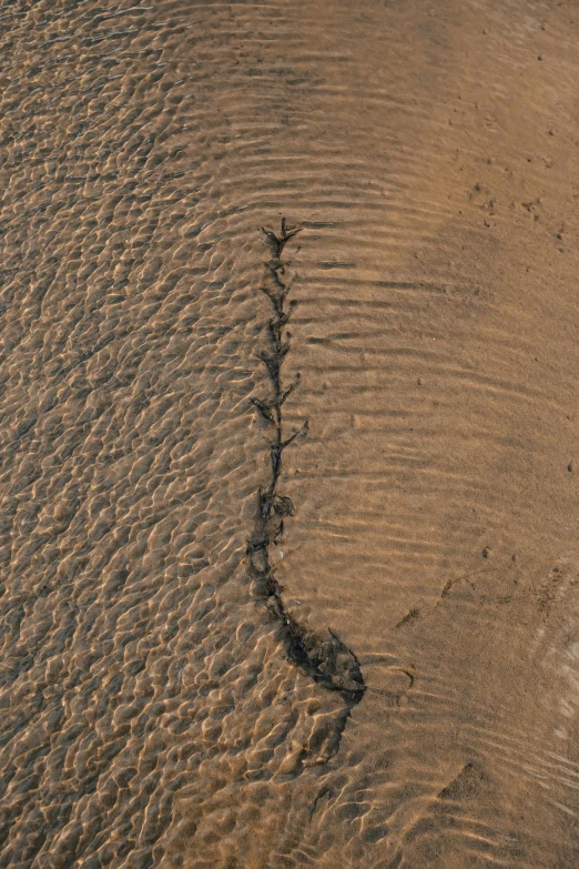 an elephant standing on top of a sandy beach, an album cover, inspired by Andy Goldsworthy, pexels contest winner, land art, aerial view top down, ethereal eel, cracked steel, black fine lines on warm brown