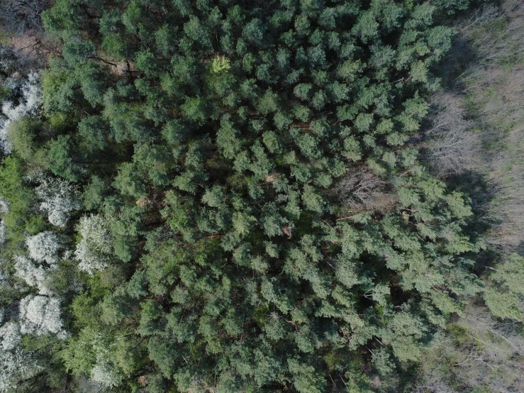 a bird's eye view of a forest, an album cover, pexels, hurufiyya, hd footage, ((trees)), top down perspecrive, pine