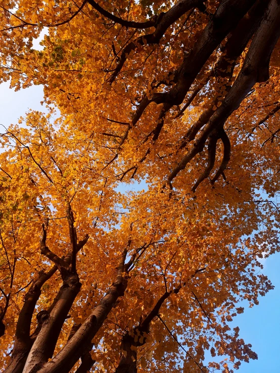 a group of trees that are next to each other, unsplash, sōsaku hanga, ocher details, view from ground, # nofilter, vivid)