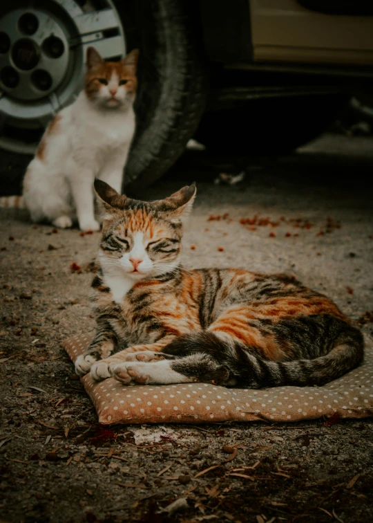 a couple of cats laying on top of a pillow, a colorized photo, by Matija Jama, trending on unsplash, on a street, rusty, in a square, serious expression