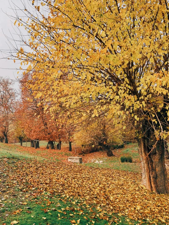 a red fire hydrant sitting on top of a lush green field, by Lucia Peka, pexels contest winner, colorful autumn trees, panorama, seasons!! : 🌸 ☀ 🍂 ❄, yellow and orange color scheme