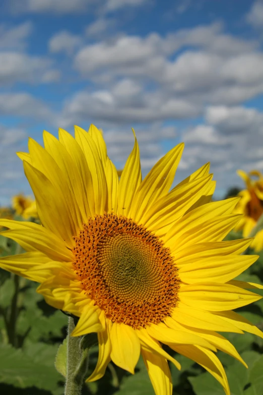 a field of sunflowers with a blue sky in the background, slide show, up close, close - up photograph, trending photo