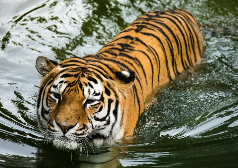 a tiger swimming in a body of water, fan favorite, lush surroundings, fishing, concerned