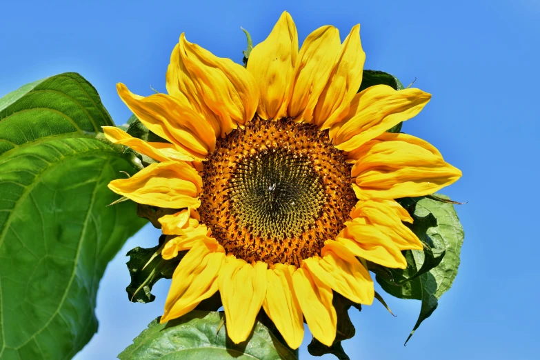 a close up of a sunflower with a blue sky in the background, by Carey Morris, pexels contest winner, highly ornamental, “hyper realistic, yellow, a high angle shot