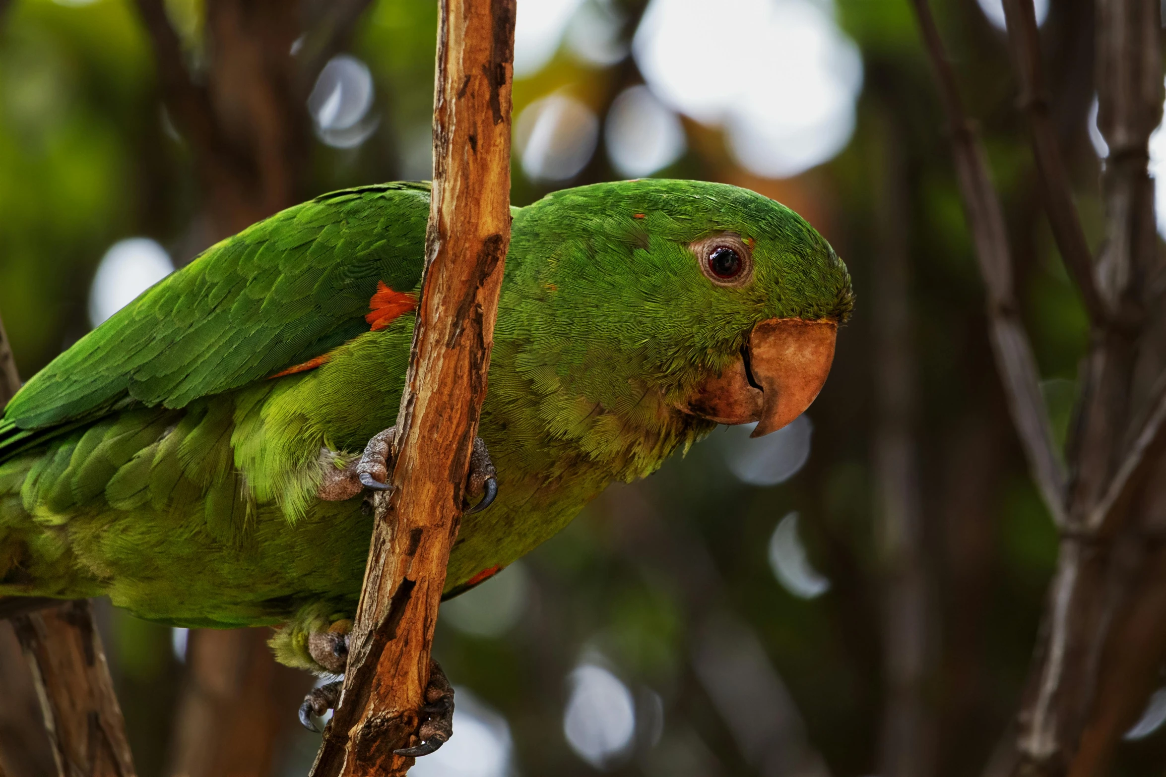 a green parrot sitting on top of a tree branch, pexels contest winner, hurufiyya, fan favorite, wooden, pablo olivera, 🦩🪐🐞👩🏻🦳