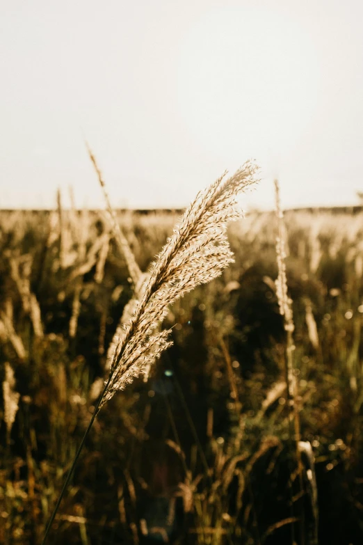 a field of tall grass with the sun in the background, by Niko Henrichon, trending on pexels, shades of gold display naturally, high grain, looking left, farming