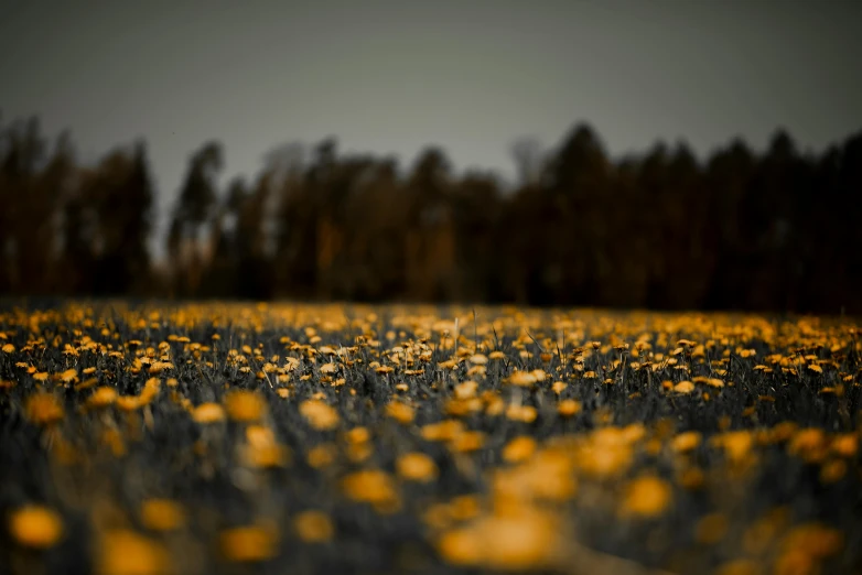 a field full of yellow flowers with trees in the background, a tilt shift photo, by Eglon van der Neer, dark grey and orange colours, fine art photograph, alessio albi, medium format. soft light
