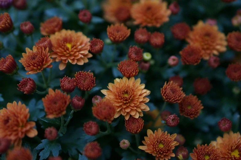 a bunch of orange flowers with green leaves, unsplash, sōsaku hanga, chrysanthemum eos-1d, shot on sony a 7, reddish - brown, overcast mood