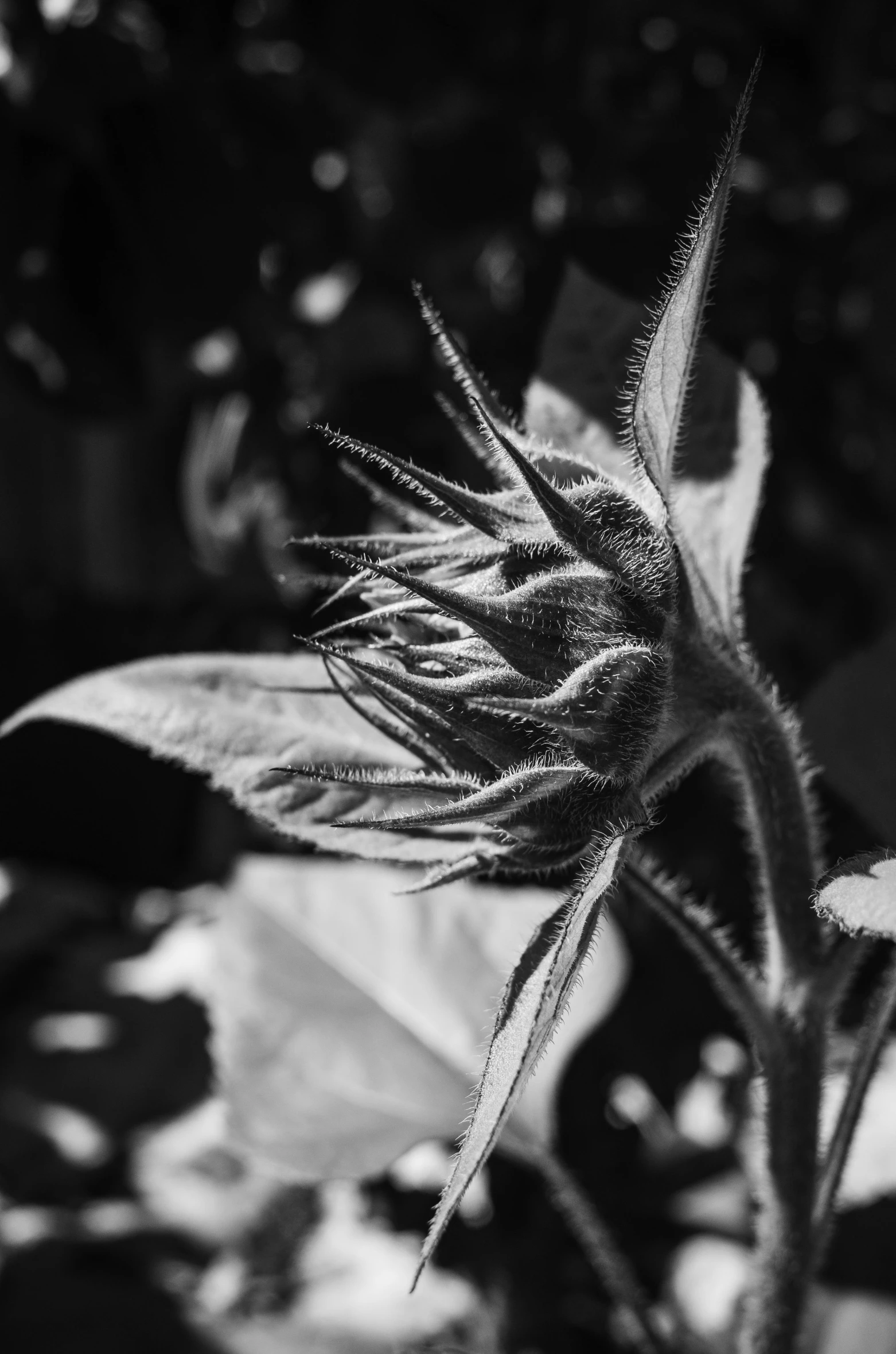 a black and white photo of a sunflower, thorn crown, suns