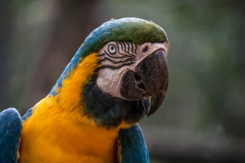 a close up of a parrot with a blurry background, a portrait, pexels contest winner, yellow and blue, intricate facial features, a wooden, national geographic photography