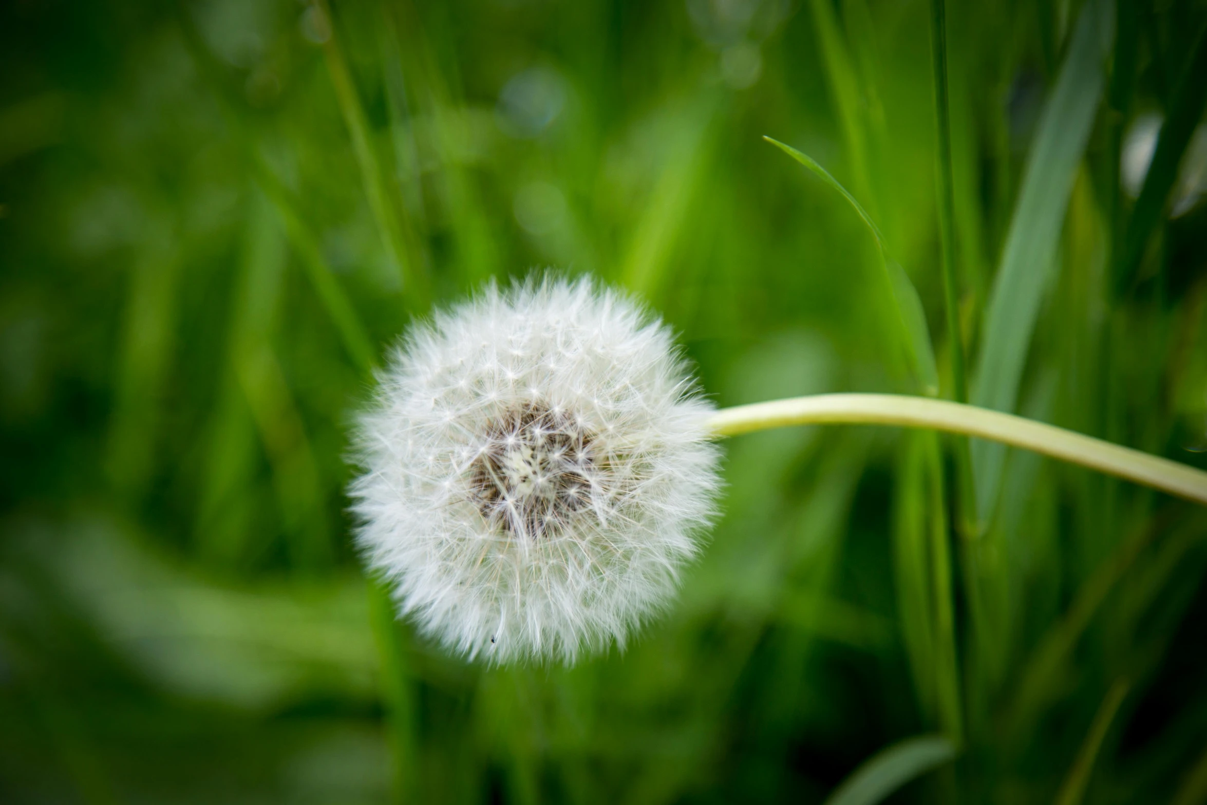 a white dandelion sitting on top of a lush green field, screensaver, taken with sony alpha 9, instagram photo, fluffy''