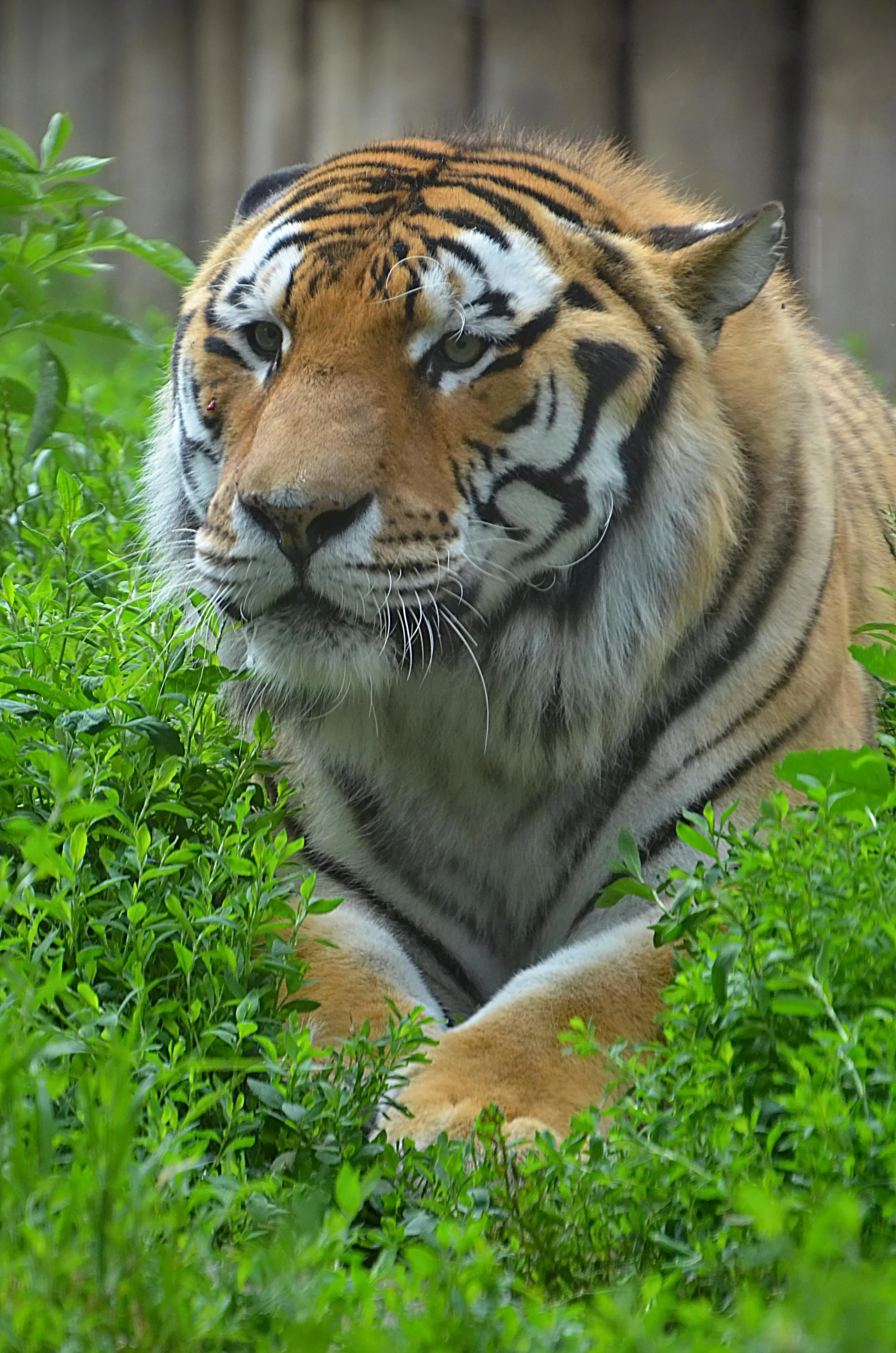 a tiger that is laying down in the grass, flickr, zoomed in shots, doing a sassy pose, stern look, attractive photo