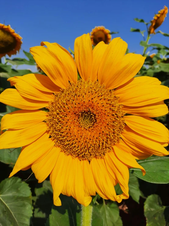 a close up of a sunflower in a field, profile image