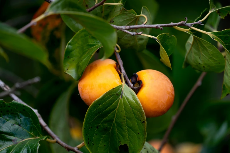 a close up of a bunch of fruit on a tree, a portrait, by David Garner, unsplash, pale orange colors, thumbnail, shot on sony a 7 iii, adult pair of twins